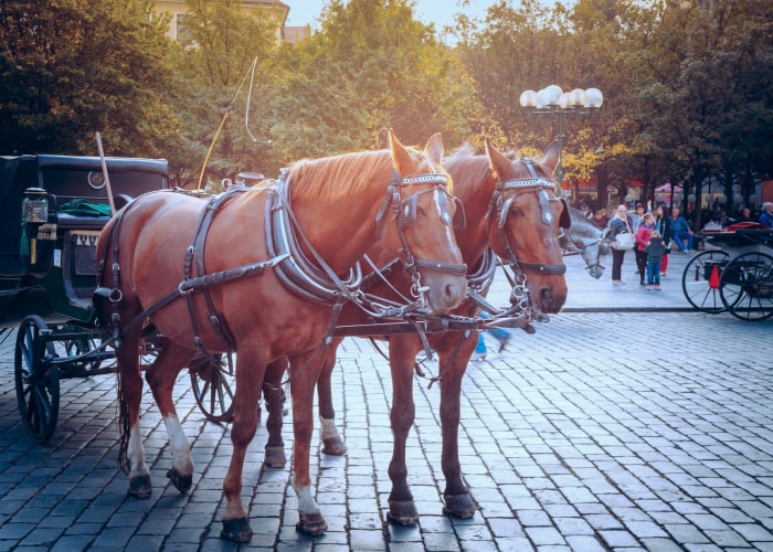 Carriage Ride